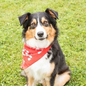 Meet your Posher, Cindy biddle